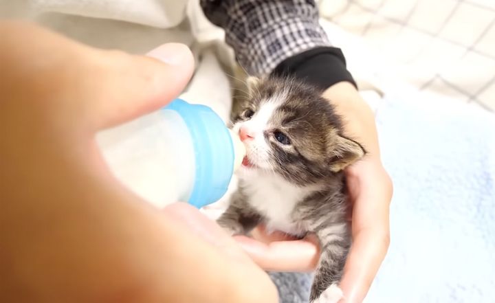 ミルクを飲む子猫