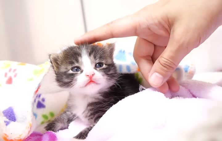 頭を撫でられる子猫