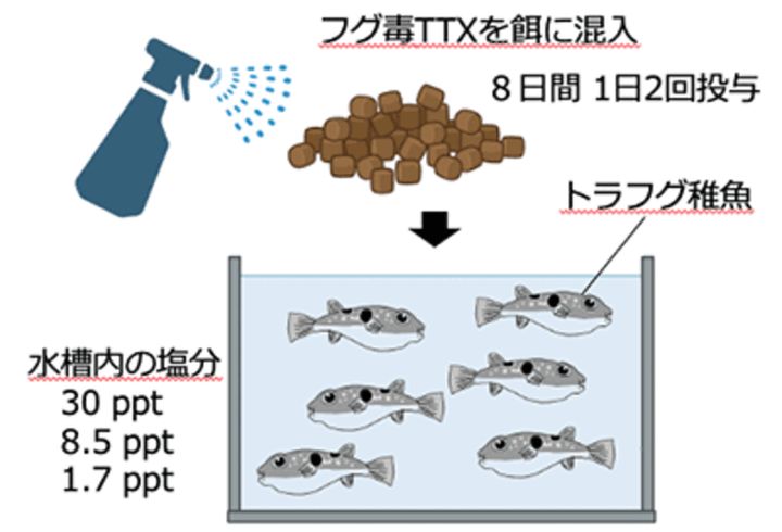 トラフグ稚魚へのテトロドトキシン投与実験のイメージ