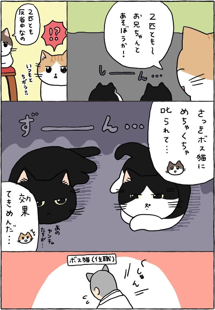 おや？なんだかいつもと様子が違う…？【てらねこミー子の日常】