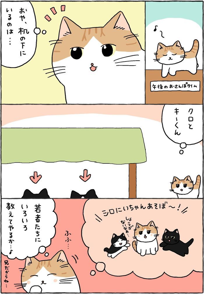 おや？なんだかいつもと様子が違う…？【てらねこミー子の日常】