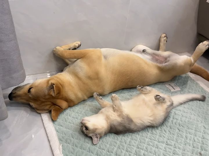 仲良しな2匹は寝るときも…