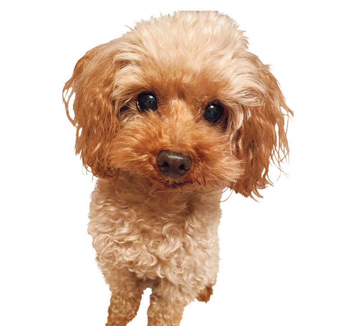 上西星来のバッグの中身