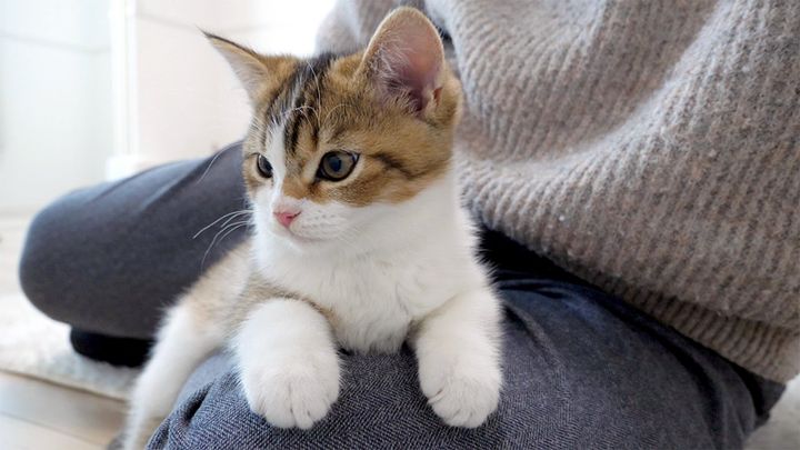 膝にくっつく子猫