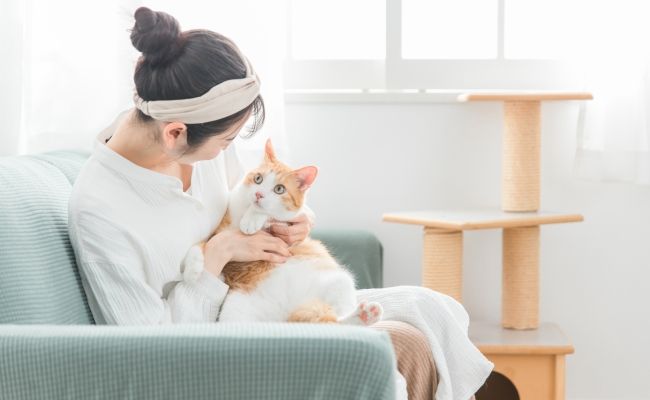猫を飼っているイメージ