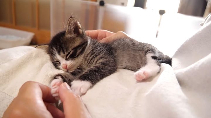 膝の上で眠る子猫