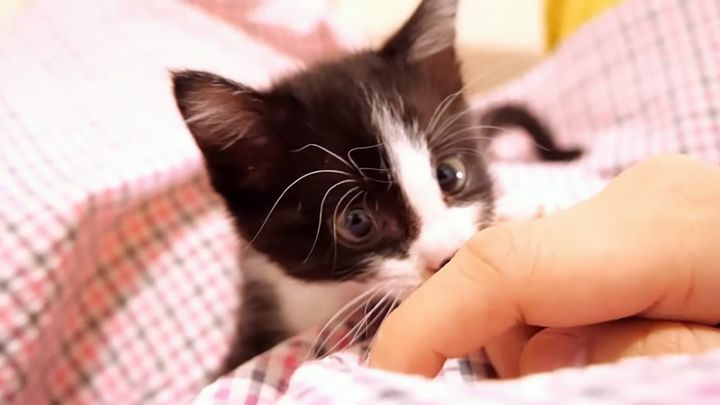 膝の上で甘える子猫