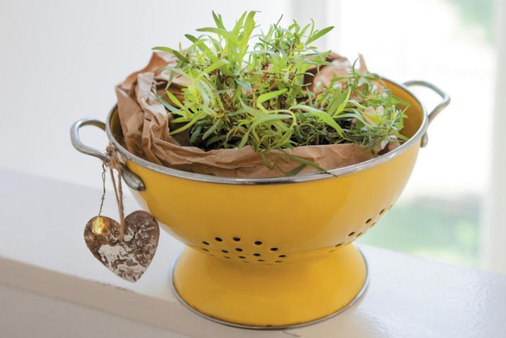 【ガーデニング】料理をぐんと格上げする多年草ハーブ【タラゴン】の栽培方法と活用アイデア3選