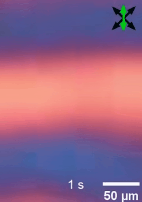 時間の秩序が目で見える目で見る「時間結晶」