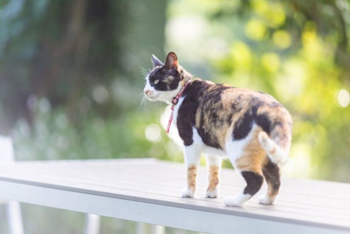 猫宿ペンション アトカ