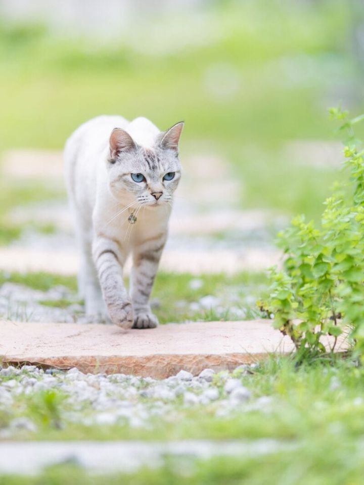 猫宿ペンション アトカ