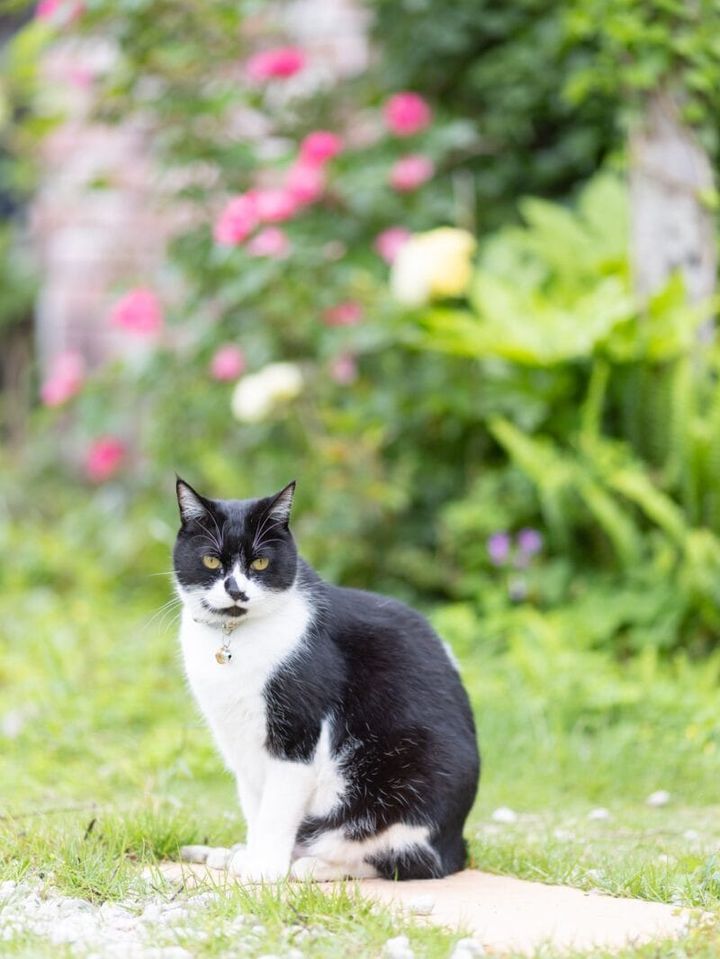 猫宿ペンション アトカ