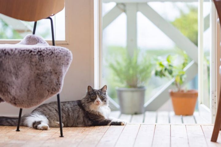 猫宿ペンション アトカ