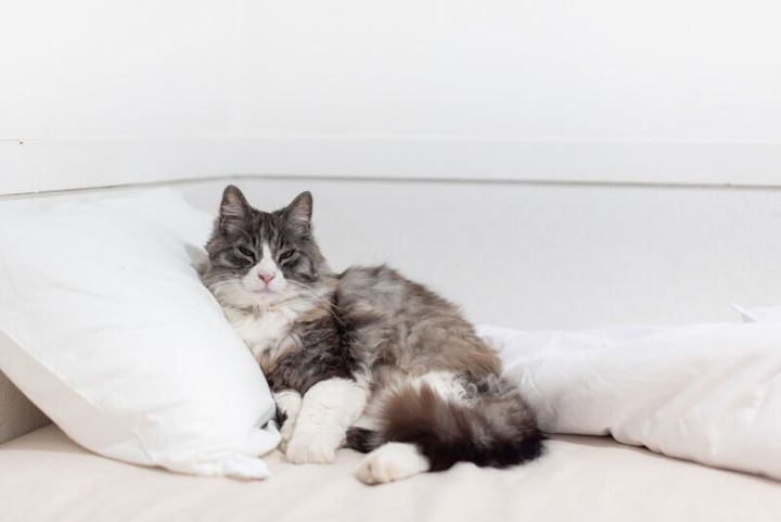 猫宿ペンション アトカ