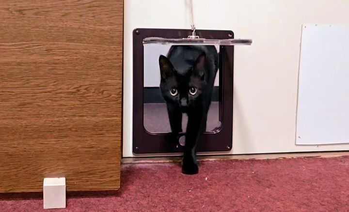 客室に入ってくる猫