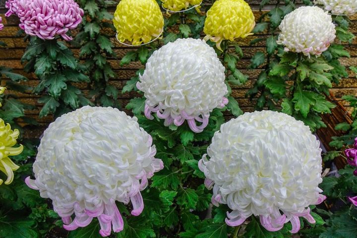 9月9日の花とは？【366日の誕生花と幸せの花言葉】