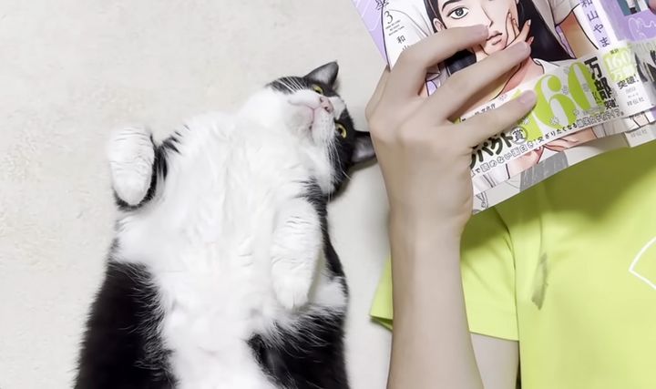 漫画を読む猫