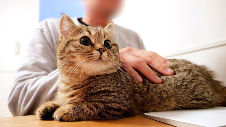 サッカー観戦する子猫