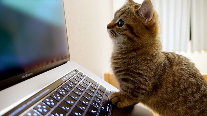 サッカーに釘付けになる子猫