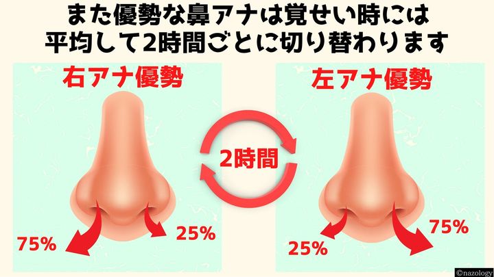 優勢な鼻アナは覚せい時には2時間ごとに交代する