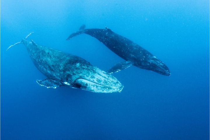 コミュニケーション能力に優れたザトウクジラたち