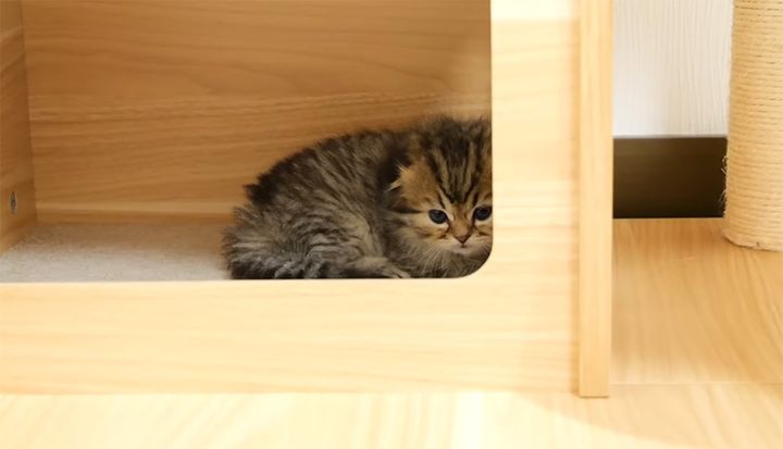 眠くなった子猫