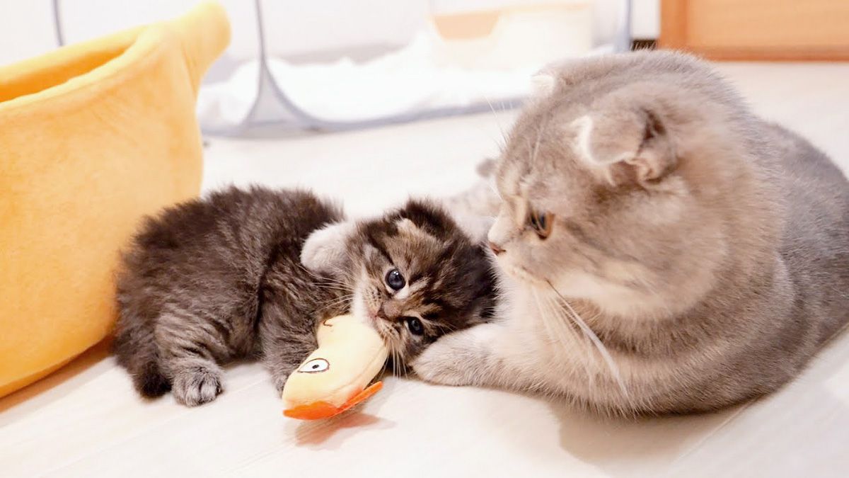 部屋の中で大はしゃぎしていた子猫。母猫に捕まると、素直にミルクを飲み始める様子にキュンとする♡ | TRILL【トリル】