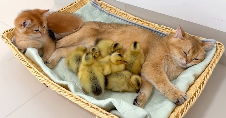 母猫に寄り添うアヒルのヒナ達