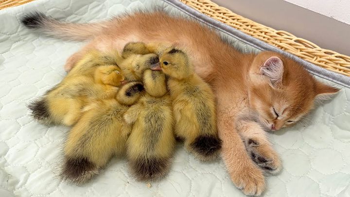 子猫に寄り添うアヒルのヒナ達