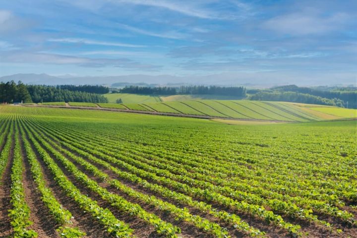 【画像】広大な土地一面に広がる畑