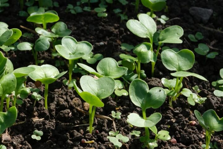 【画像】八百結び農法®を導入した農場で育つ作物