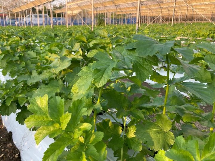 【画像】八百結び®のパースニップが畑で育つ様子