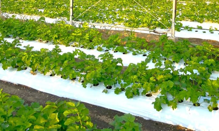 【画像】八百結び®のパースニップが畑で育つ様子