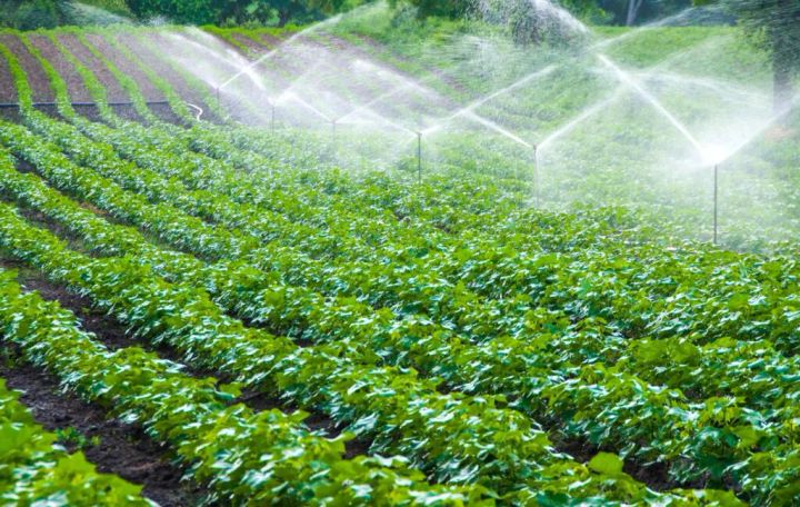 【画像】八百結び農法®を導入した農場で育つ作物