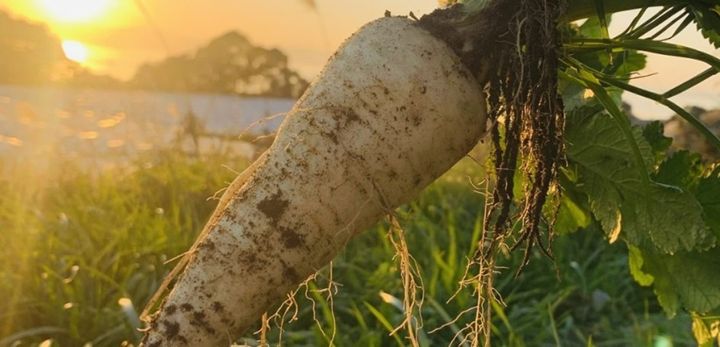 【画像】八百結び®のパースニップ（夕景）