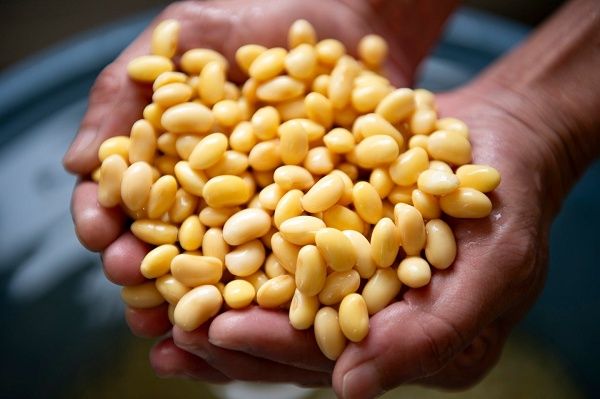 【宮崎県椎葉村】「豆腐の盛田屋」が“幻の豆乳”を贅沢に使った「ゆき肌豆乳ジェラート」を限定販売！