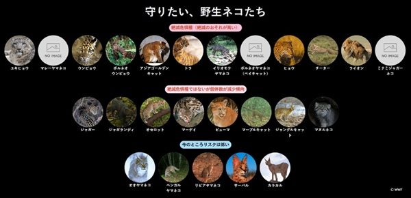 危機的状況にある野生ネコを守りたい！WWFジャパンが寄付キャンペーンを開始