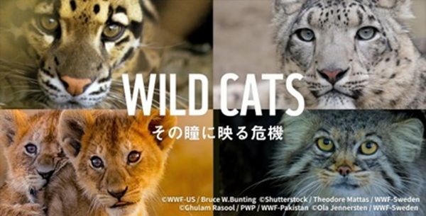 危機的状況にある野生ネコを守りたい！WWFジャパンが寄付キャンペーンを開始