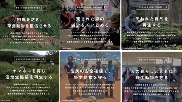 危機的状況にある野生ネコを守りたい！WWFジャパンが寄付キャンペーンを開始