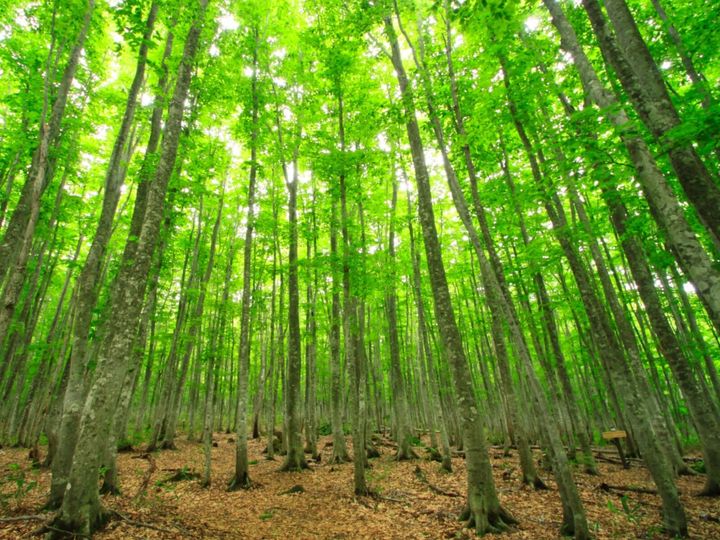雄大な景色に溶け込み、私たちの生活を静かに見守るダム。All About ニュース編集部が実施した「ダム（東北地方）」に関するアンケートの調査結果から、「好き＆行ってみたい岩手県のダム」ランキングを発表します。2位「荒沢1号ダム」を抑えた1位は？