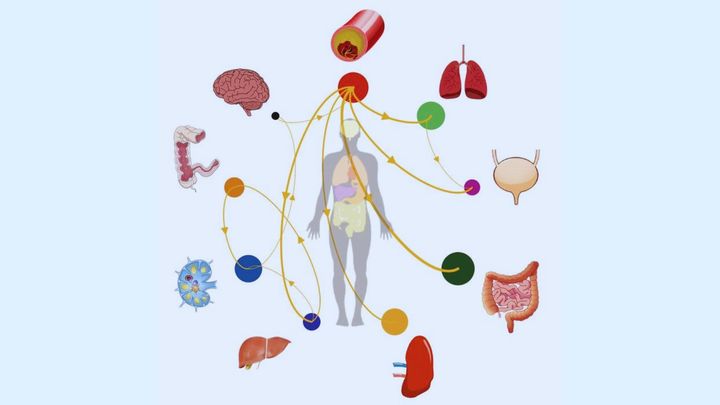 迅速剖検が明かしたHIVの「隠れ家」マップの必要性