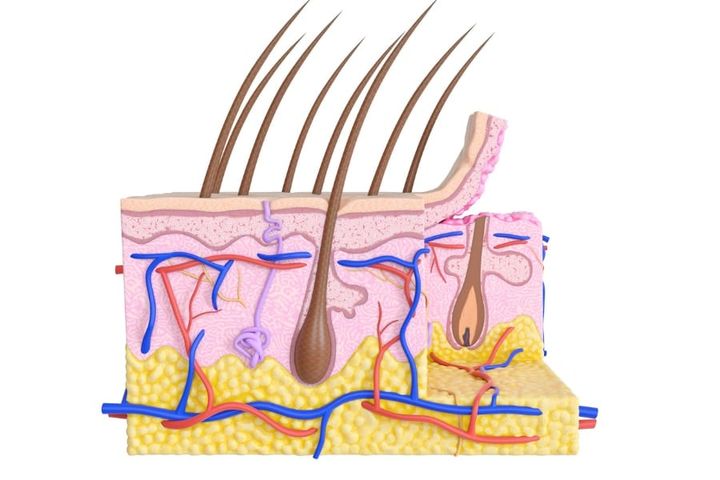 水に長時間浸ると、神経系の作用により、血管が収縮する