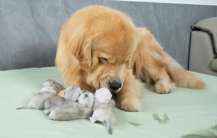 子猫を世話する犬