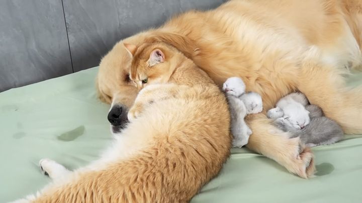 犬に寄り添う猫の親子