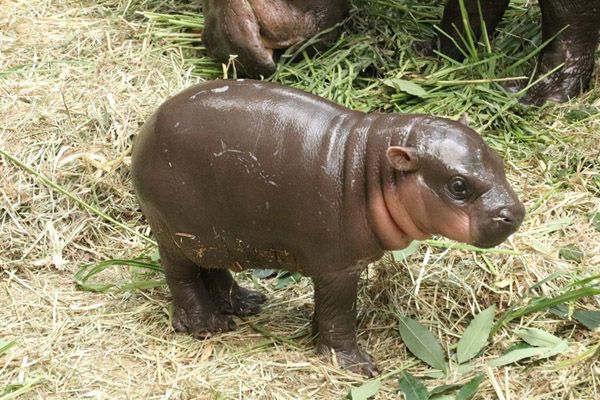 神戸どうぶつ王国で7月に誕生したコビトカバの赤ちゃんの親子展示開始！ライブ配信も