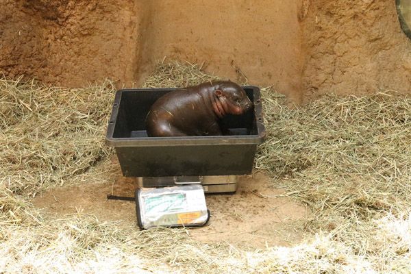 神戸どうぶつ王国で7月に誕生したコビトカバの赤ちゃんの親子展示開始！ライブ配信も