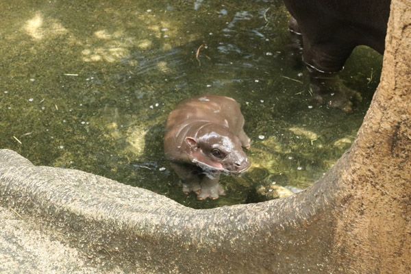 神戸どうぶつ王国で7月に誕生したコビトカバの赤ちゃんの親子展示開始！ライブ配信も