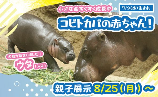 神戸どうぶつ王国で7月に誕生したコビトカバの赤ちゃんの親子展示開始！ライブ配信も