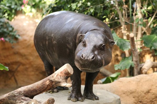 神戸どうぶつ王国で7月に誕生したコビトカバの赤ちゃんの親子展示開始！ライブ配信も
