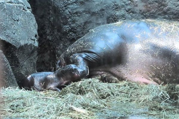 神戸どうぶつ王国で7月に誕生したコビトカバの赤ちゃんの親子展示開始！ライブ配信も